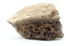 Tyrannosaurus rex T Rex fossil bone 1.27" 32.3mm Lance Creek Wyoming WY COA 6871