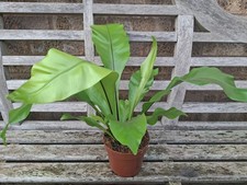 Birds Nest Fern Asplenium Nidus Indoor Tropical House Plant in a 12cm Pot