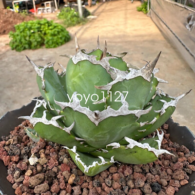 8-11cm Agave oteroi Crab Agave Titanota crab RareSucculentPlant Garden |  eBay