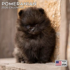 Pomeranian Calendar 2026 - Dog Breed Wall Calendar - Made in the USA!