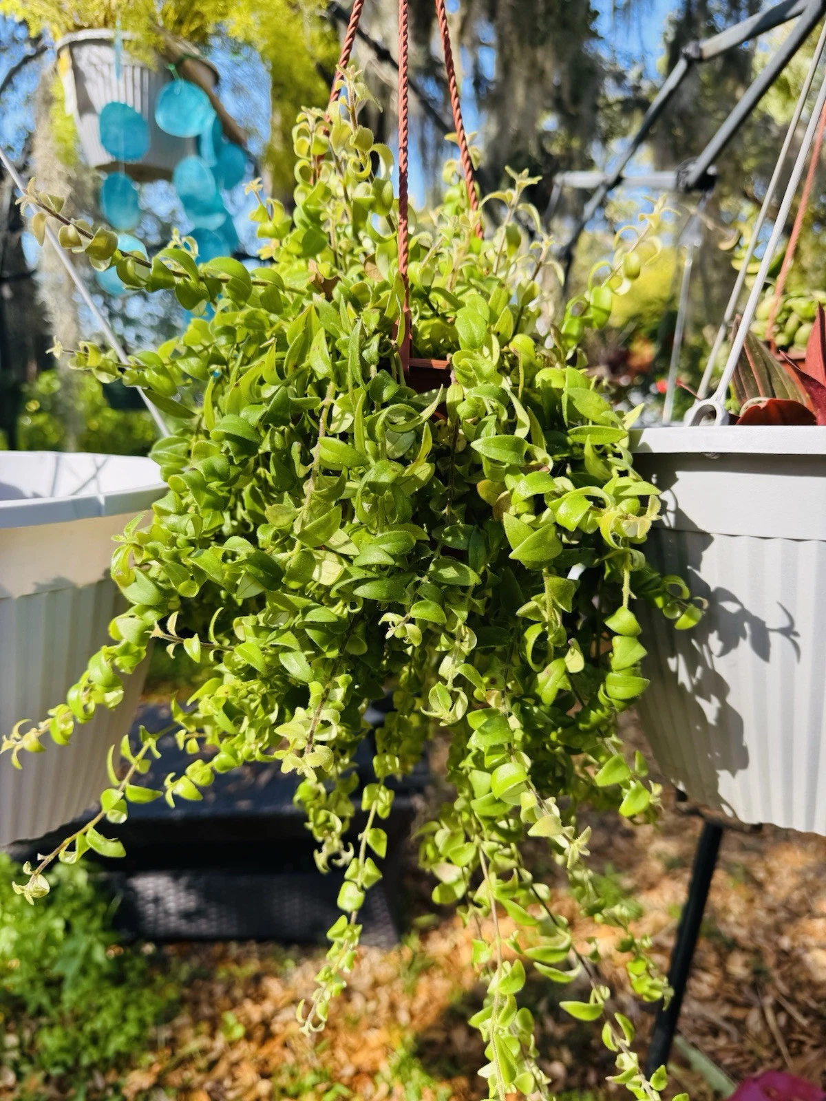 LIPSTICK Curly Plant