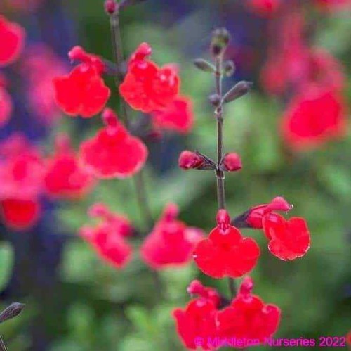 Salvia ‘Jezebel’ Red Flow Summer Well Drained and Hardy Summer Colour - Picture 3 of 7