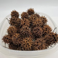 Craft Lot Sweet Gum Balls Witches Burrs Cleaned  Dried for Wreaths Art Crafts