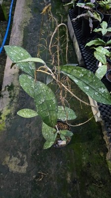 Real Picture Hoya Clemensiorum Dragon Scale Rare Tropical Wax Plant