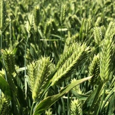 10 lb. Barley Seed Food Plot Deer, Turkey, Pheasant, Quail, Elk, Wild Game