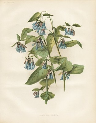 Mertensia sibirica Rocky Mountains flower Botanik botany Robinson Litho
