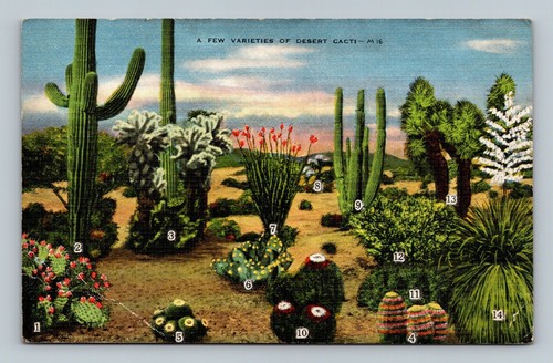 Postcard - A Few Varieties of Desert Cacti Cactus