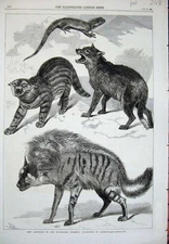 Original Old Antique Print 1868 Animals Zoological Society Gardens London Art