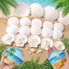 12 PCS Large Natural White Scallop Shells Craft Beach Wedding Decor 45 In