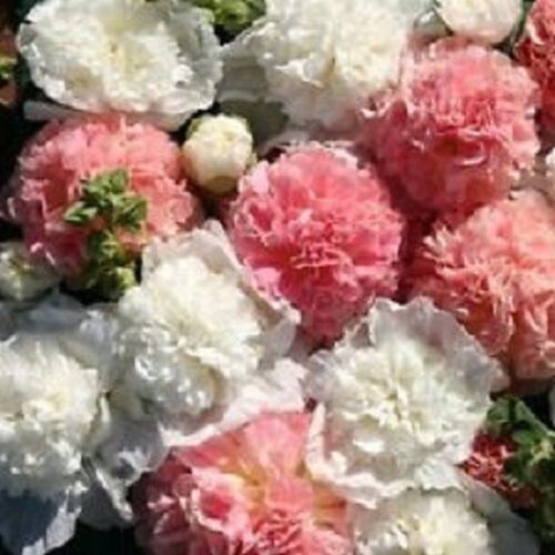 30+ Bukiet panny młodej Mieszanka Podwójne Hollyhock Alcea Rosea / Nasiona kwiatów wieloletnich - Zdjęcie 1 z 1