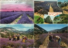 LAVENDER FIELDS LAVANDULA LEVENDULA MOSTLY FRANCE 87 Vintage Postcards (L3441)