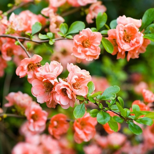Chaenomeles 3 Plant Mix in 9cm Pots - Flowering Quince - Ready to Plant - Picture 2 of 7
