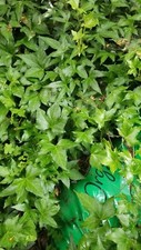 10 Fresh cuttings of Ivy, 8 inches long, no roots