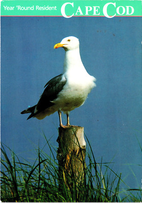 Cape Cod Massachusetts MA Sea Gull Year Round Resident Postcard