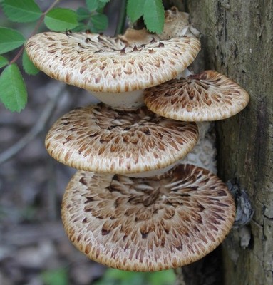 Cerioporus squamosus Dryadensattel Dry Grain Mycelium Worldwide Delivery 236