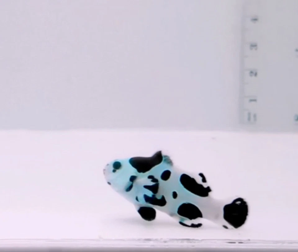 Pez payaso zafiro tormenta negro raro grado A único VIP alta calidad 1,7 5"-2" Foto 4 de 4