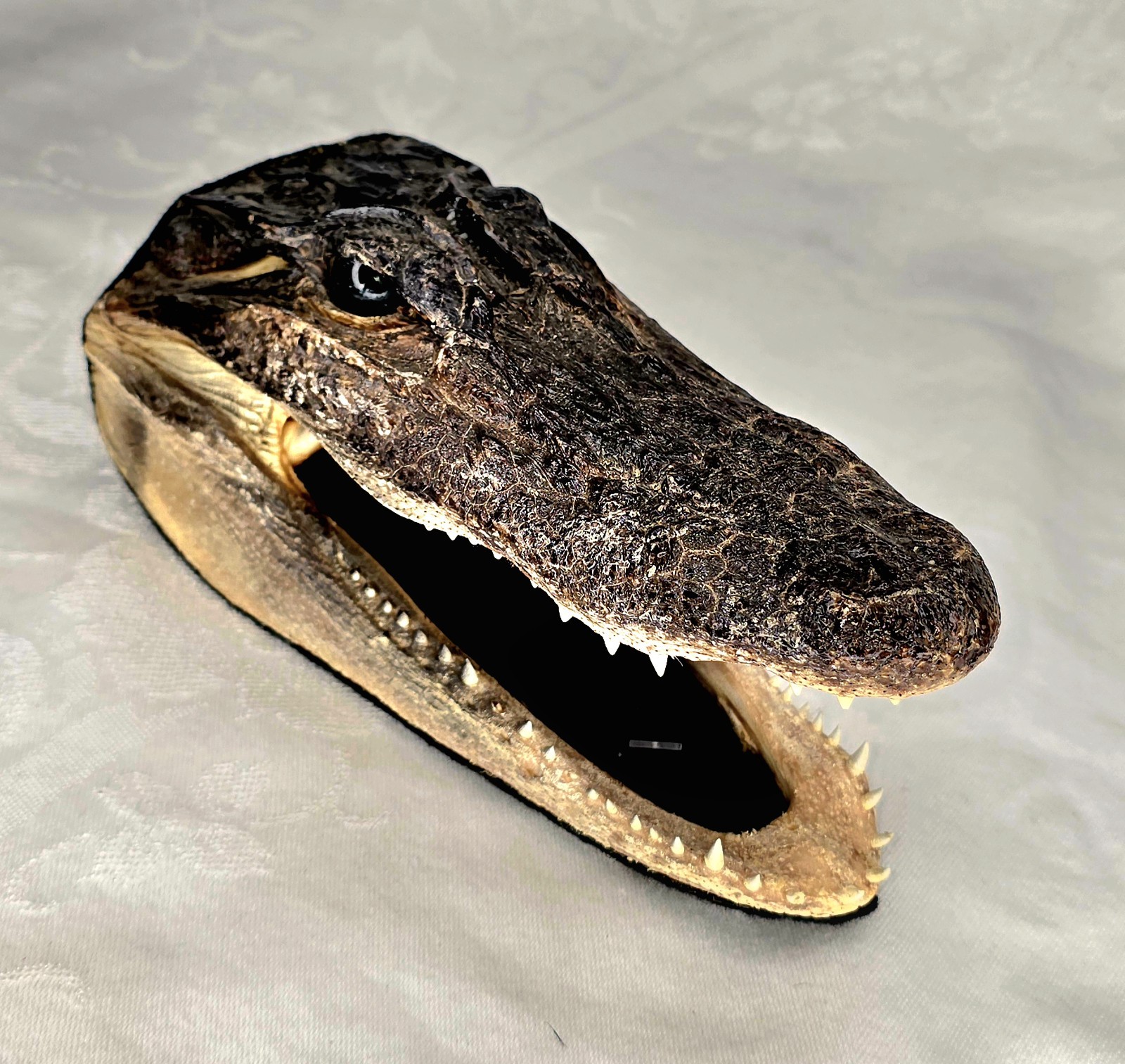 Authentic 7" American Alligator Head - Gator Daves Felt Lined Taxidermy Head