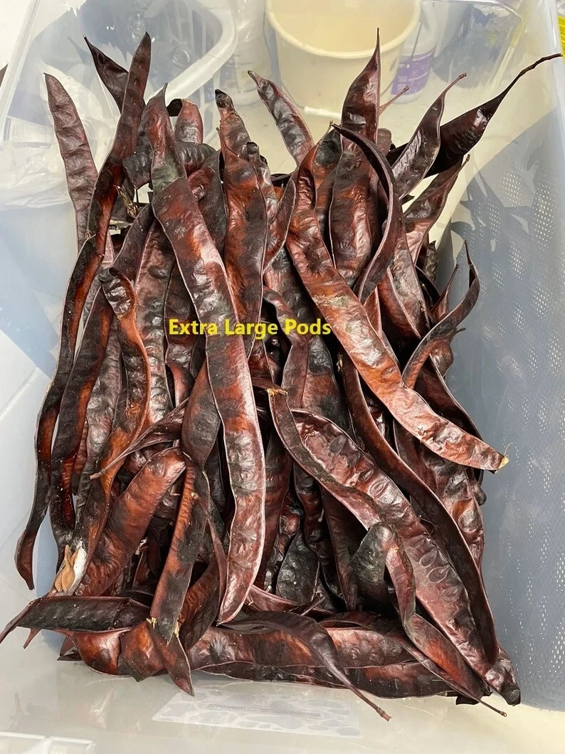 装飾や工芸品用ハニーロカストポッド15個エクストラLg。 - 画像1/8