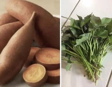 15 Beauregard Sweet Potato Slips / Cuttings/ Organically Grown