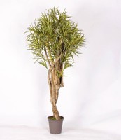 artplants Kunst Dracaena Reflexa Jamaica Kasandra, GrüN-Gelb, 175Cm