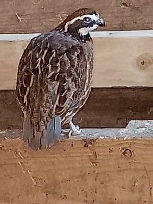 15 Bobwhite quail hatching eggs ,NPIP ,Free Priority Mail shipping