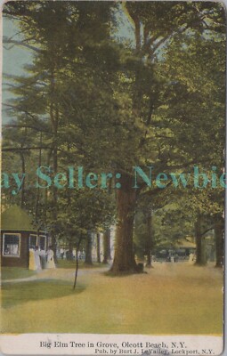 Olcott Beach NY - OLD ELM TREE IN GROVE - Postcard Niagara County