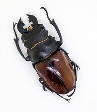 Lucanidae Beetle -Odontolabis Castelnaudi ssp  m 61mm - Sabah,Borneo OCS56-G 