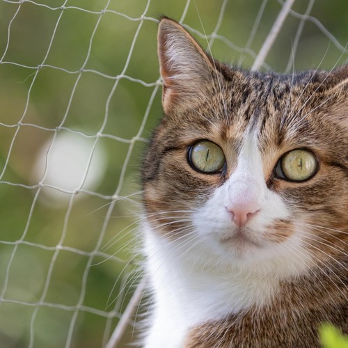 Pet Prime Cat Safety Net for Balcony Window Transparent Protective Net for Cats - Picture 9 of 9