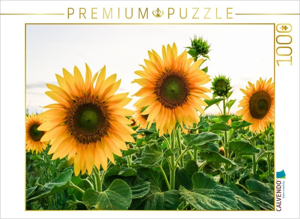 Calvendo Puzzle Sunflower Field | 1000 Pieces, Finished Size 25.2 × 18.9 In (64-image