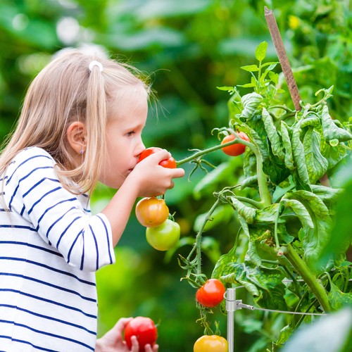 Rankhilfe Rankstütze Pflanzenhalter Tomatenstütze Blumenstütze 4er Set 110 g - Bild 3 von 9