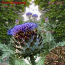 Cardoon Seeds | Artichoke Thistle | NON-GMO