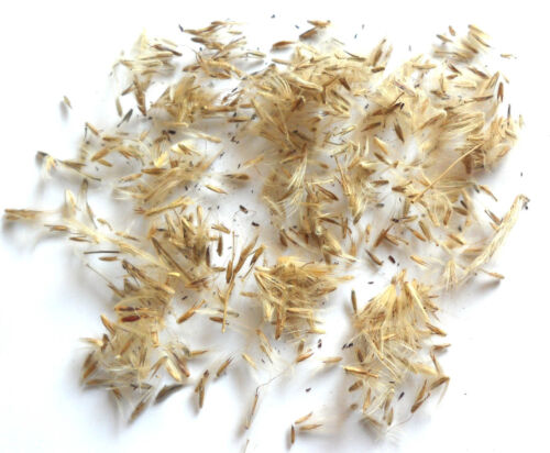 RIESEN CHINASCHILF ca.100 Samen - Silberfeder - Miscanthus chinensis winterhart - Bild 5 von 7