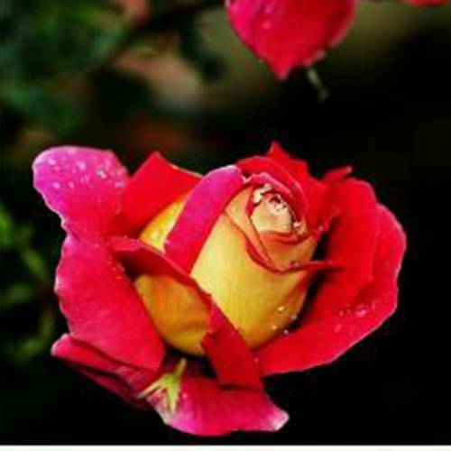 100 White Blood Rose Seeds – Rare China Rose Variety, Garden Flower Seeds For Planting