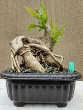 Old Tecoma Stans Bonsai Tree,,, sale 