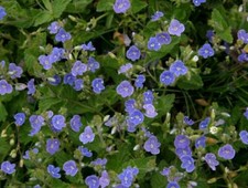 Veronica chamaedrys - Germander Speedwell 9cm pot, creeping wildflower blue