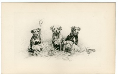BORDER TERRIER ANTIQUE 1896 BOOKPLATE DOG ART PRINT Artist ARTHUR WARDLE