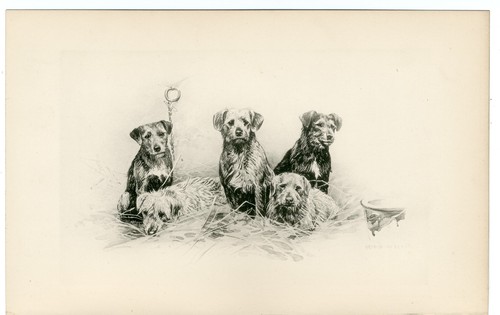 BORDER TERRIER ANTIQUE 1896 BOOKPLATE DOG ART PRINT Artist ARTHUR WARDLE