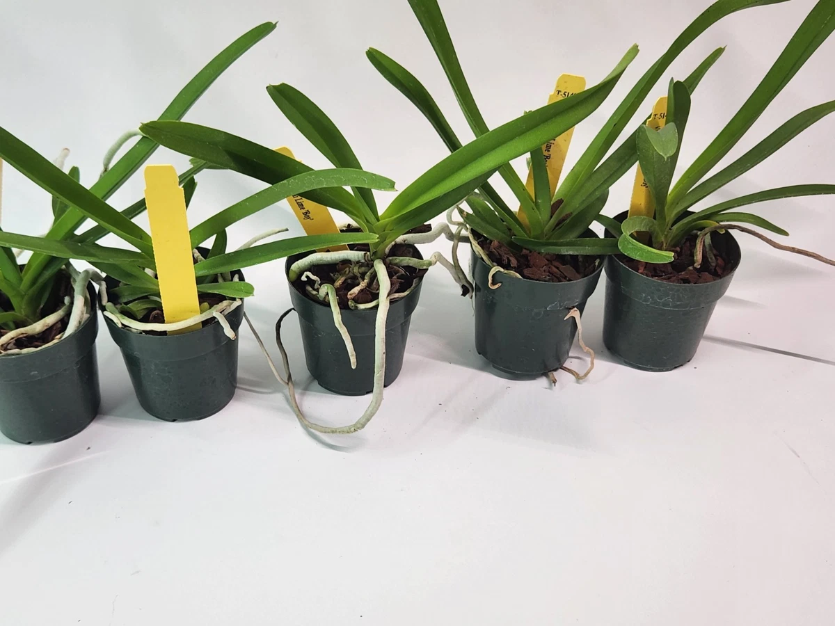 Vanda Tropical Neutral Orchids for sale | eBay
