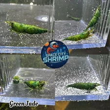 10 + extra Green Jade Shrimp Freshwater Neocaridina Aquarium Live Guarantee