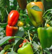 BELL PEPPER SEED, CALIFORNIA WONDER, HEIRLOOM, 100 SEEDS, LARGE FRUIT
