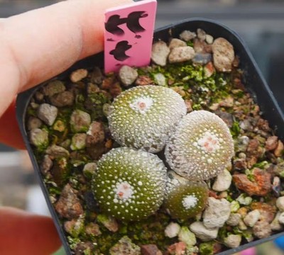 Rare Plant Cacti Blossfeldia liliputana Werderm. WYSIWYG Self Rooted Decor