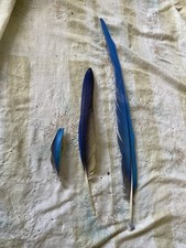 Blue and gold macaw feathers