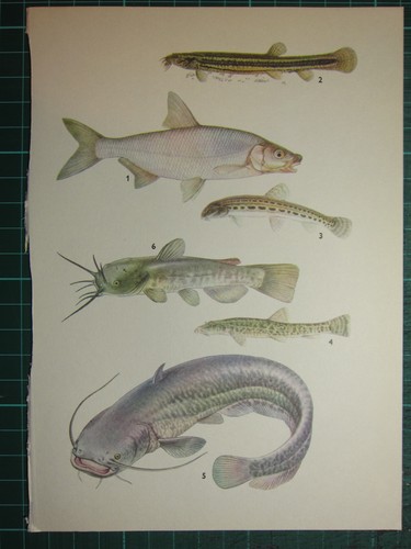Vintage Naturel Histoire Imprimé~ Brème Weatherfish Pierre Loach ...