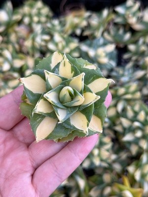 Rare Agave - Agave Potatorum Zuccarini var. verschaffeltii Shoji-Raijin cv. Medi