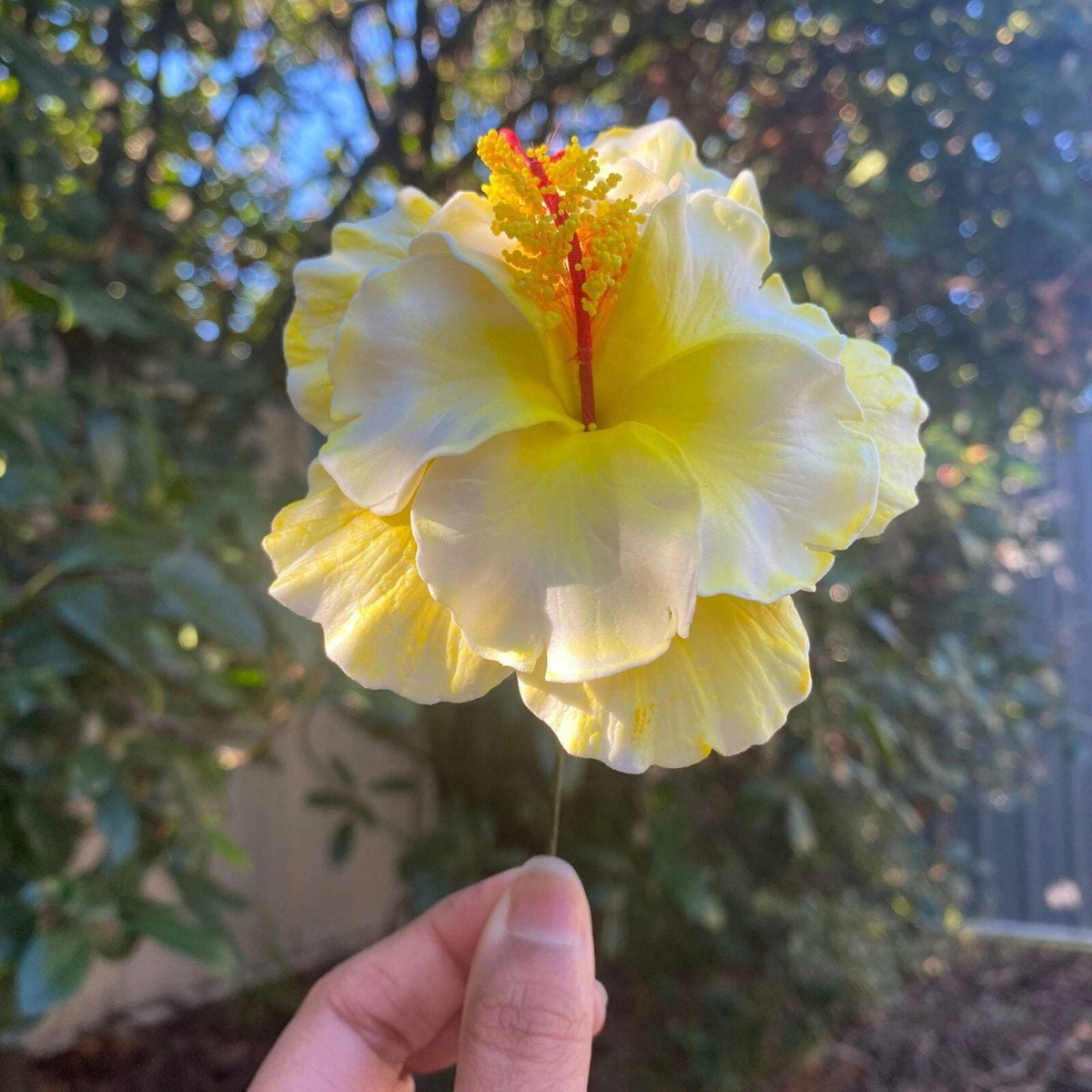 Arieta Double Hibiscus Sei Hair Flowers 8.5cm Aute Pasifika