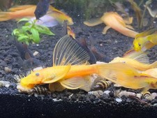 4.5-5'' Adult Longfin Male Lemon Blue-Eyed Pleco L144