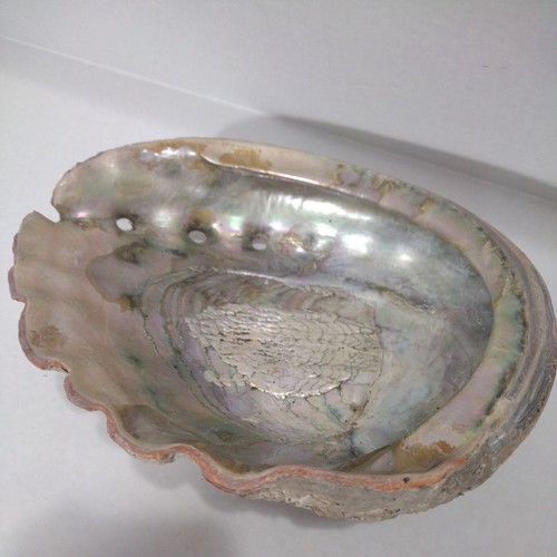 Large Abalone Shell Seashell Very Rare Unique 9" x 7” Vintage