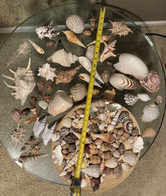155 pieces  of natural seashells of various species