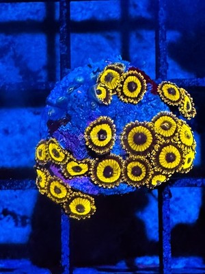 CE- WYSIWYG LA Lakers  Zoa Zoanthid Frag Live Coral LPS SPS #R1GI8