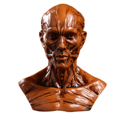 Resin Human Bust Sculpture Statue Sketch Draw Plaster Cast Artist Model Brown CE